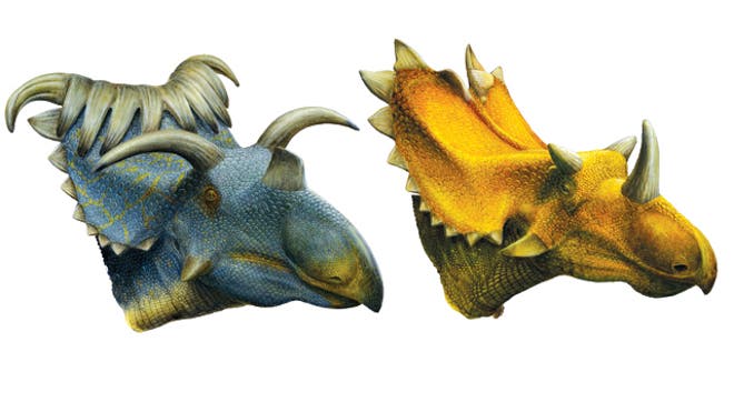 Horned Dinos Discovered